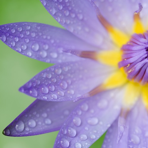 Macro shot of purple flower