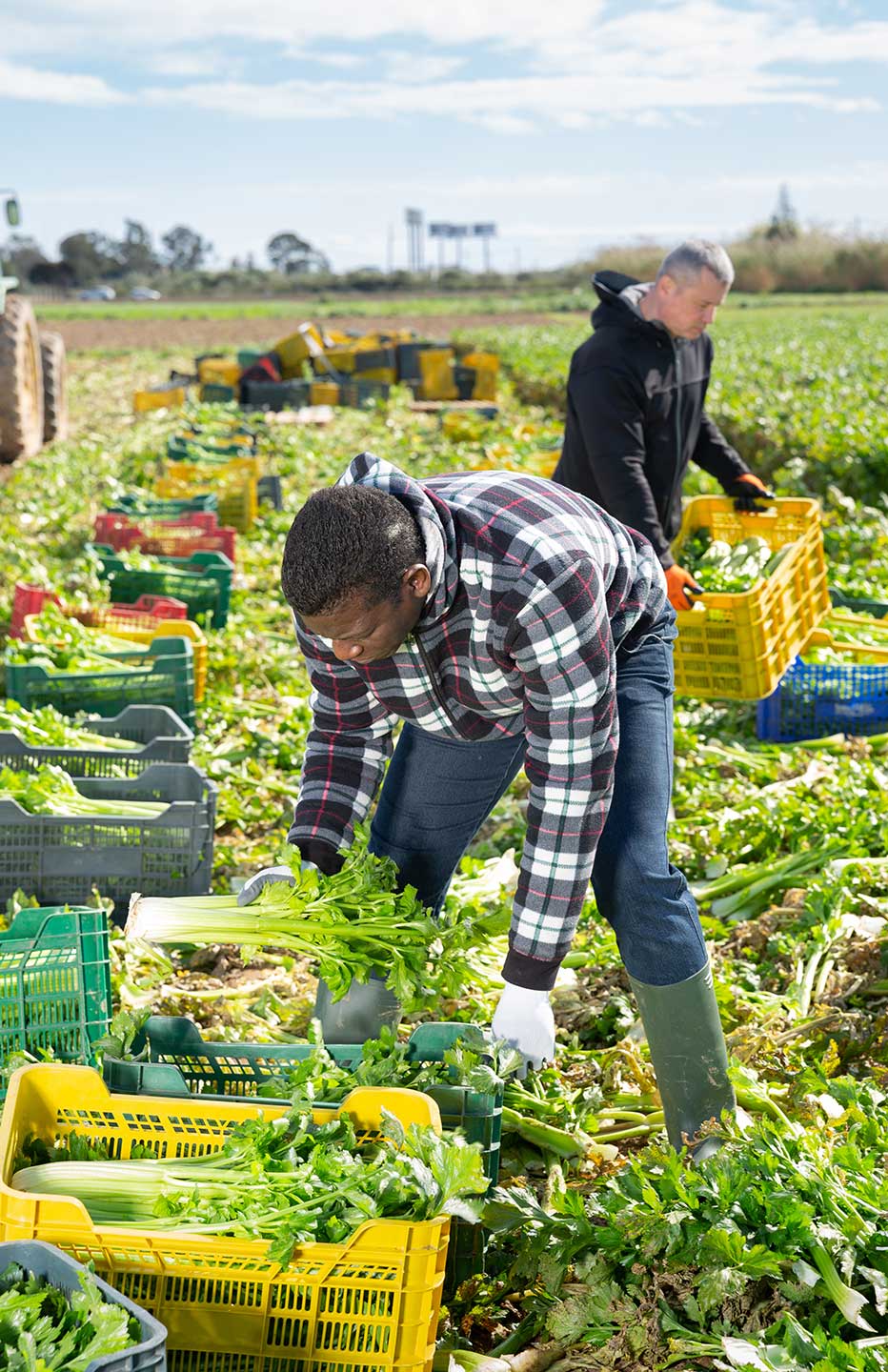 Focused African American worker arranging freshly harvested green celery in crates on farm.