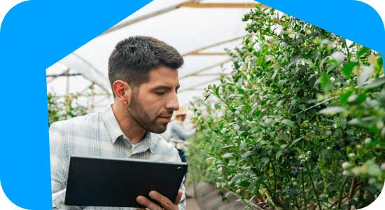 Person with a tablet inspecting plants in a greenhouse.