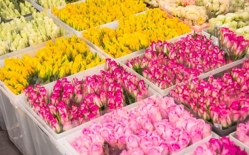 Clear plastic bins full of various types of roses.