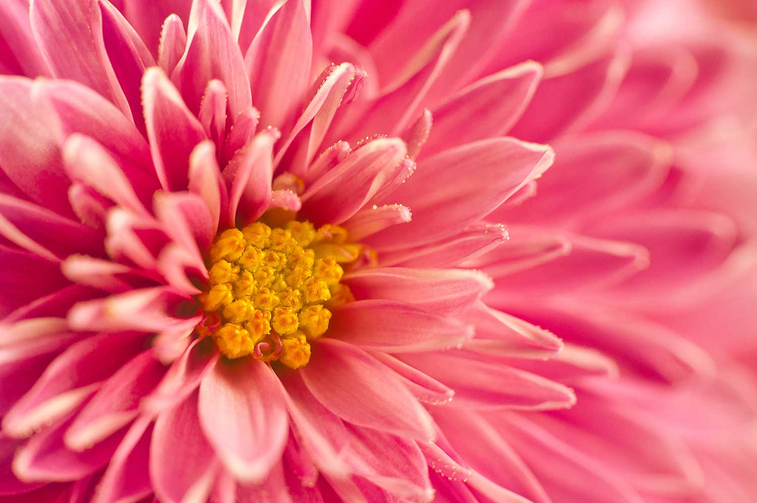 Macro chrysanthemum flowers