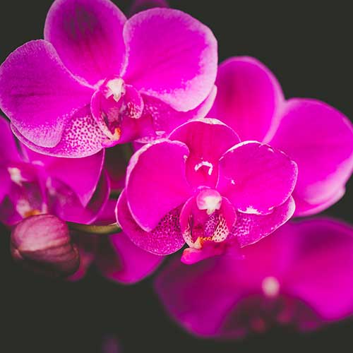 Macro of pink orchid on a black background