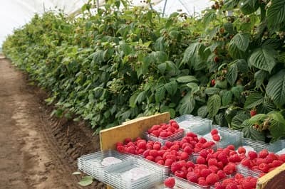 Cartons of freshly picked red berries in a field of berries