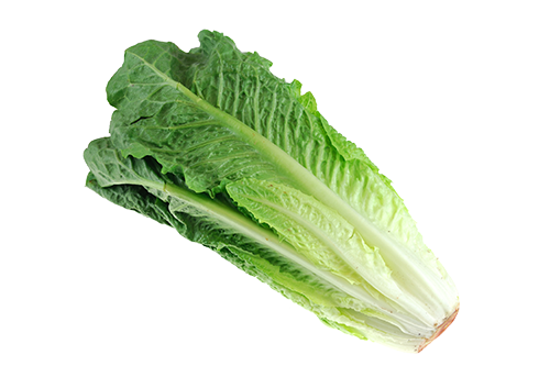 Head of romaine lettuce